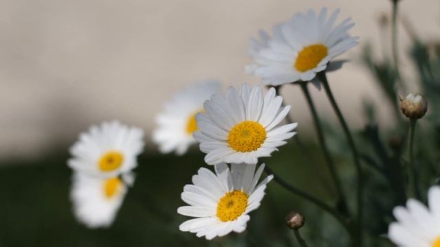 Super Relaxing Music - Spring Video With Colorful Flowers To Relax Your Mind!