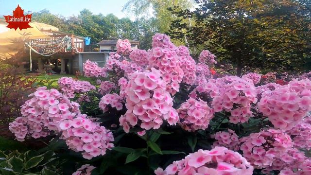 #garden-In full bloom смотреть онлайн