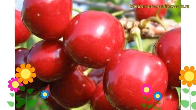 Черешня гибридная Тютчевка. Краткий обзор, описание характеристик, где купить саженцы Tiutchevka смотреть онлайн