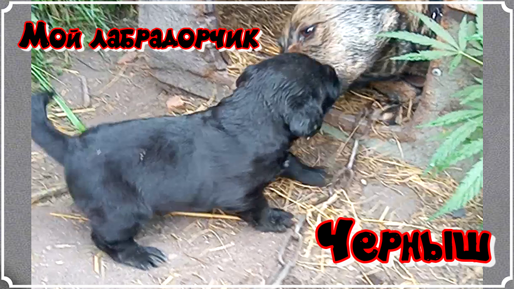 Забавные животные. Мой лабрадорчик Черныш 1я часть.mp4 смотреть онлайн