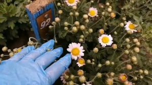 Ранние сорта хризантемы корейской