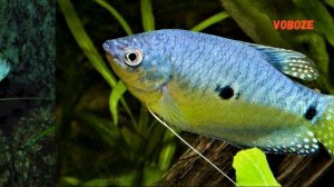 Аквариумные рыбки. Гурами Голубой содержание, размножение, уход и совместимость