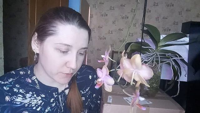 Если у вашей орхидеи завелась грибница. Что делать?! Рассказываю про микрофлору в горшке. смотреть онлайн