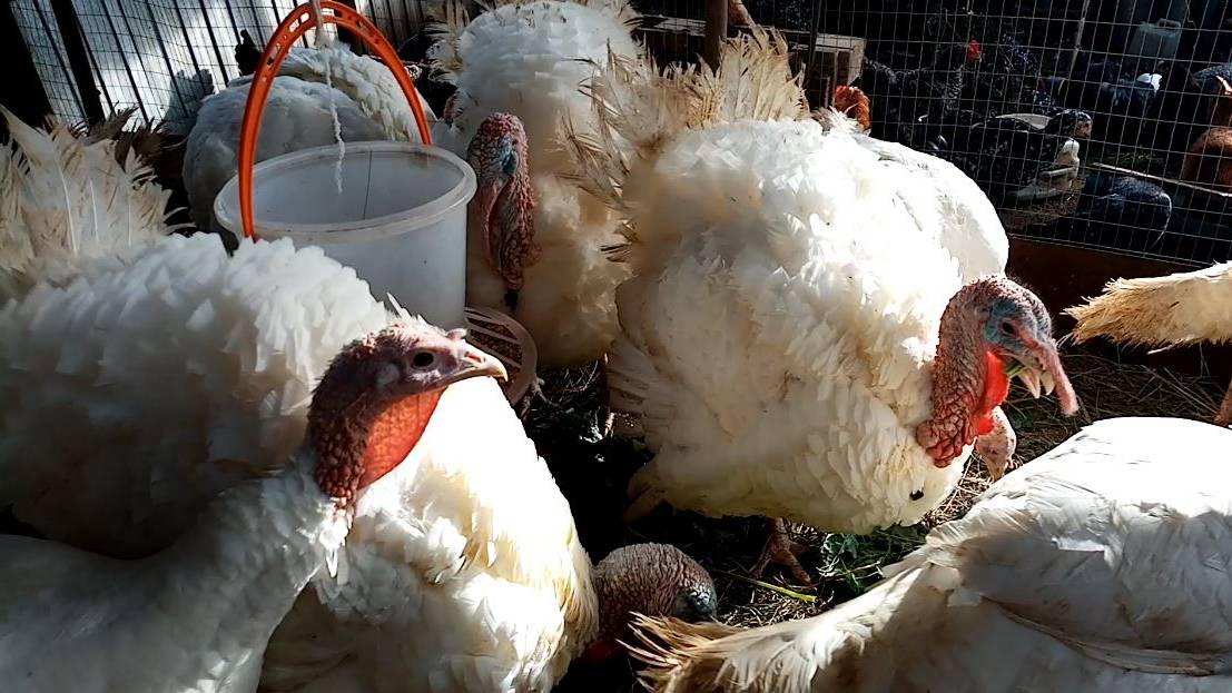 Как ПОЛУЧИТЬ 200 КГ мяса за 4 месяца. смотреть онлайн