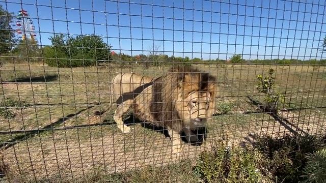 Львица Симона БРОСИЛА СВОИХ ЛЬВЯТ ! смотреть онлайн