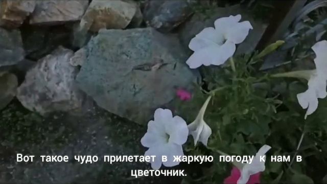 69. Бабочка Бражник. смотреть онлайн