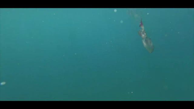 Squid Therapy - Port Phillip Bay Monster Squid смотреть онлайн