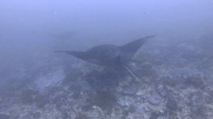 Манта пойнт нуса пенида (Индонезия) в 4К