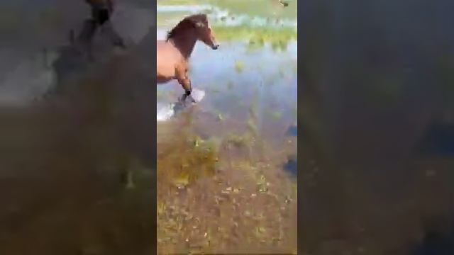 Будëнновские лошади смотреть онлайн