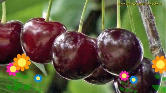 Вишня обыкновенная Морель Брянская. Краткий обзор, описание prunus cerasus Morel Bryanskaya смотреть онлайн