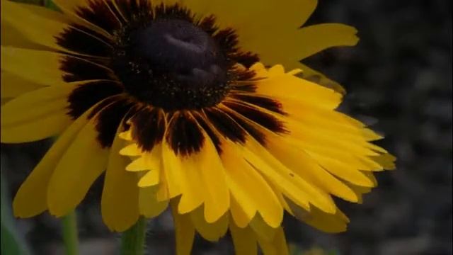 С Любовью о важном и разном. Солнечный поцелуй смотреть онлайн