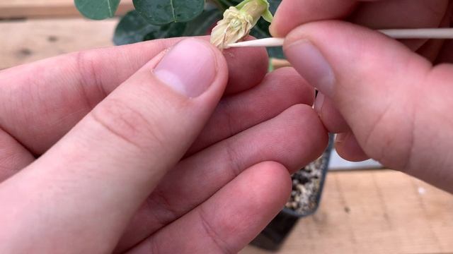 Как опылять цветы адениума? смотреть онлайн