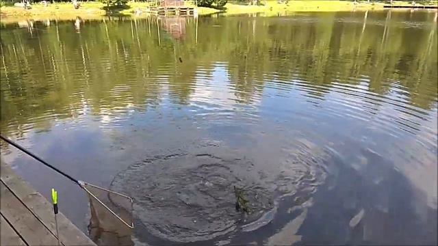 Дневные поимки осетра. Клёвое место, Лосиный остров, нижний водоём. смотреть онлайн