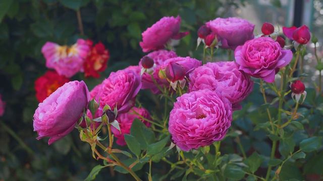 4K - The exquisite Kaffe Fasset rose by Tantau - September 2023 смотреть онлайн