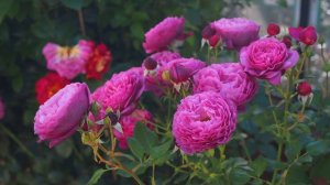 4K - The exquisite Kaffe Fasset rose by Tantau - September 2023