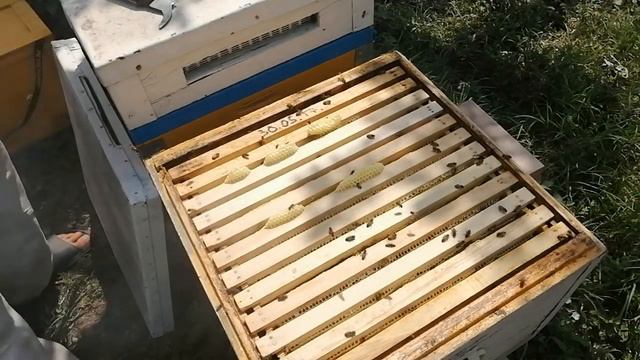 Июль нечем расширить отводки а гнездо пчелы заливают. смотреть онлайн