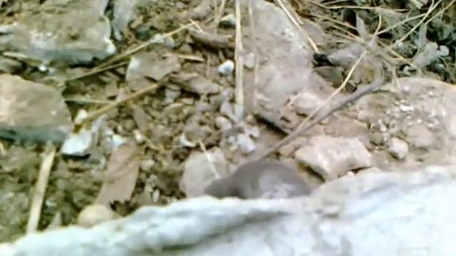 мышь бегает по кругу смотреть онлайн