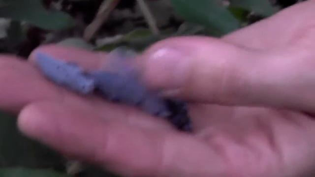 Жимолость сорт ФИАЛКА смотреть онлайн