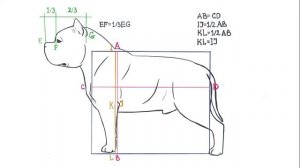 АМЕРИКАНСКИЙ БУЛЛИ стандарт РКФ
