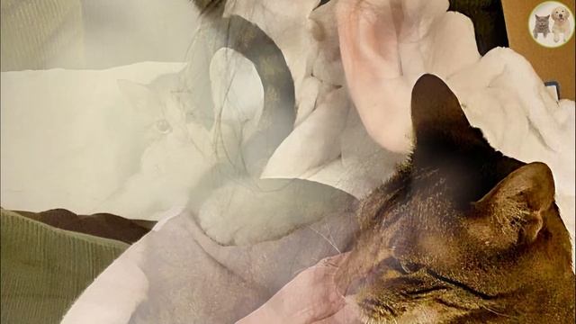 Luna's Touching Christmas Tale: From Loneliness to Love смотреть онлайн