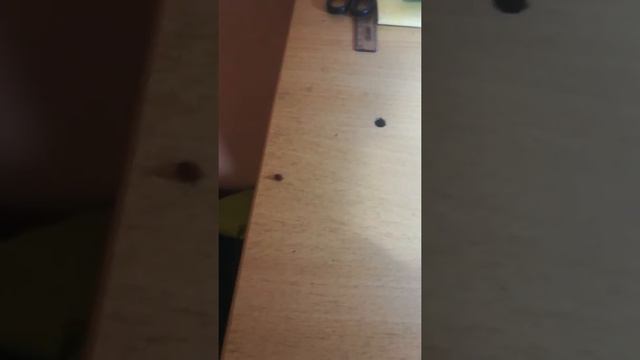 божья коровка дома смотреть онлайн