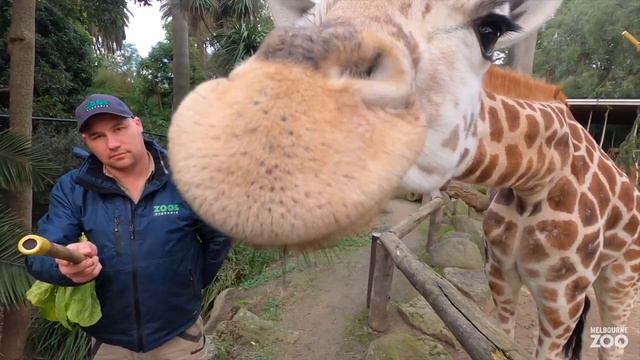 Catching up with Iris for World Giraffe Day 2022! смотреть онлайн