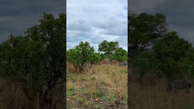 Зебры и антилопы в Африке. Zebras. Africa #Shorts смотреть онлайн