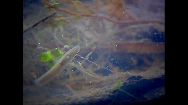 The Pond On My Window Sill - Ecosphere Week 1 смотреть онлайн