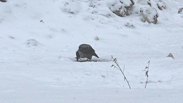 Ворона и грач в поисках пищи в морозный день смотреть онлайн