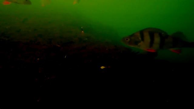 Окунь в бесклевье. Подводная съемка. Зимняя рыбалка 2021. смотреть онлайн