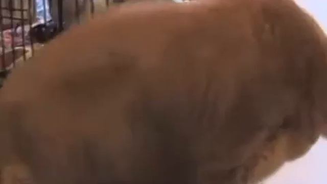 Без котажизнь не та!-!