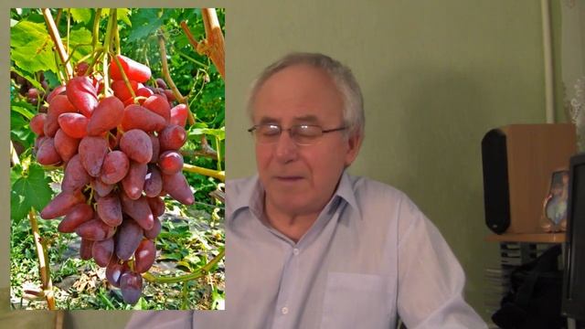 @Лопаются ягоды винограда Ответ на вопросы смотреть онлайн