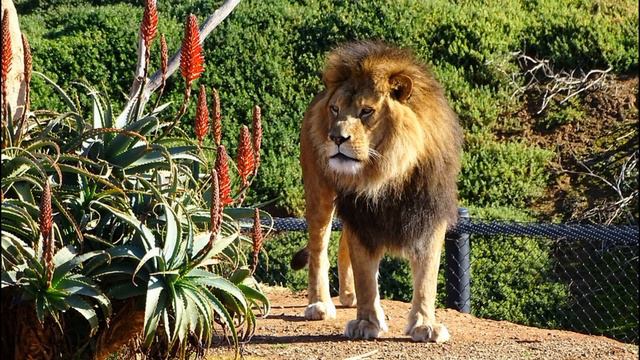 Полисахарид из Алоэ Вера Ацеманнан и его биологическая активность