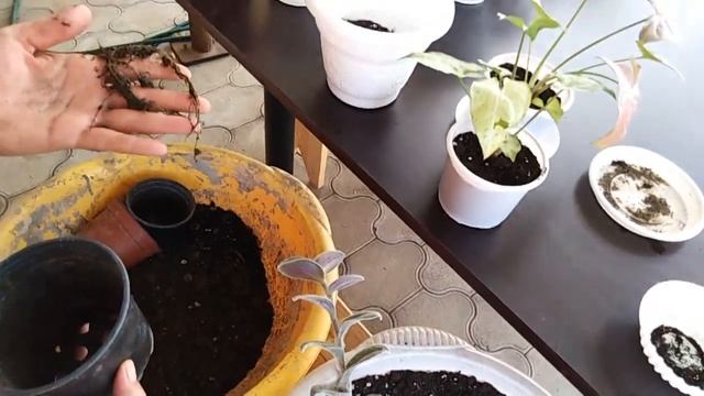 Комнатные цветы. Заболела драцена ,нужна помощь. смотреть онлайн