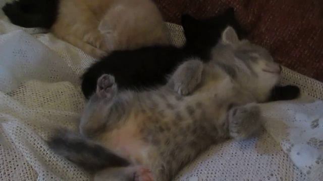 Шотландские котята