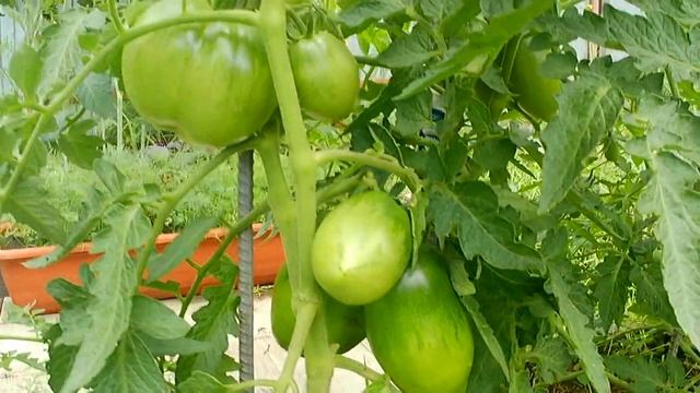 Томат Розовая Стелла. Выдержит и жару, и заморозки! смотреть онлайн