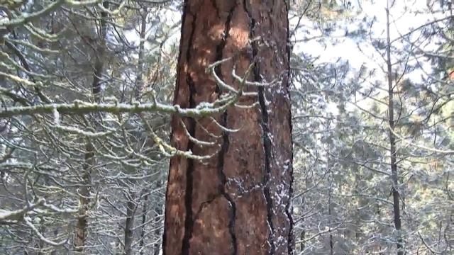 Pacific Ponderosa Pine. Желтая сосна (218sp)