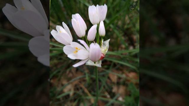 Allium Roseum, Beautiful Flower 52
