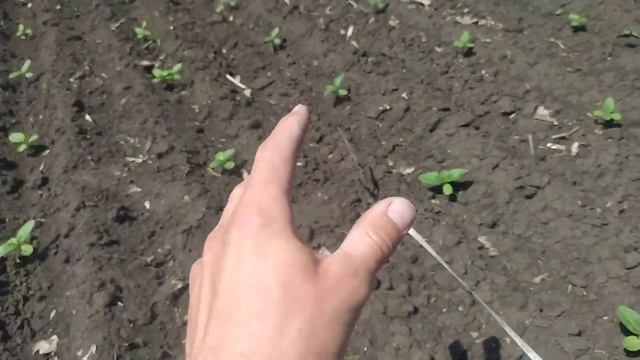 "ГУСТО НЕ ПУСТО!"// Або як вирахувати густоту стояння рослин на 1га? смотреть онлайн