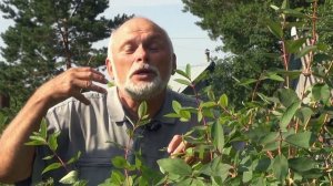 КАК ВЫРАСТИТЬ ЖИМОЛОСТЬ В ЮЖНЫХ РЕГИОНАХ. СЕКРЕТЫ УСПЕХА