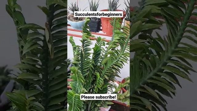 Pedilanthus Tithymaloides Nana - Green Devil's Backbone Euphorbia Succulent смотреть онлайн