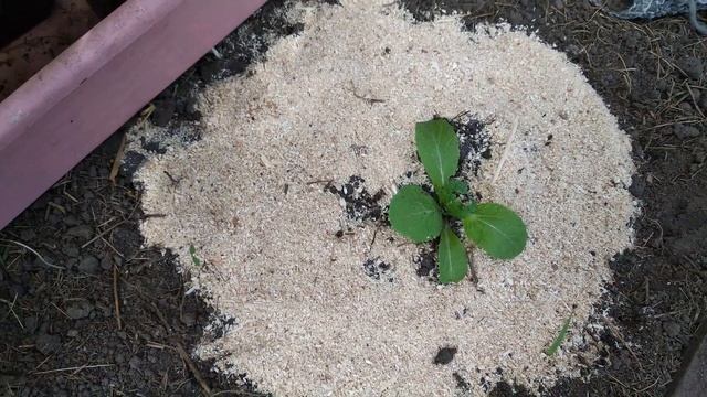 Чудо таблетница// Пожар в автосервисе//Кошачьи  разборки