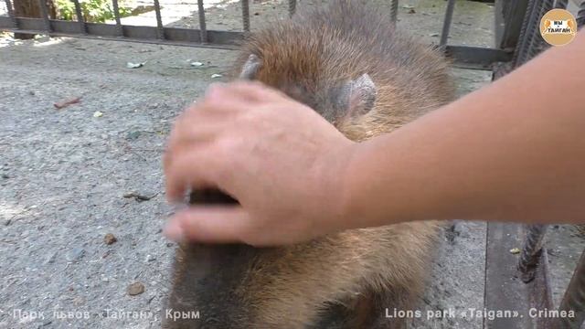 Знакомство с Капибарой. Попугаи. Тайган. Acquaintance With Kapibara. Parrots. Taigan