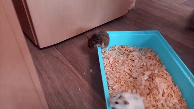 Хомяки (Джунгарики) смотреть онлайн