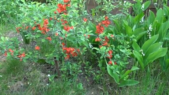 В саду (май 2012 г.). Цветение айвы и ландыша. смотреть онлайн