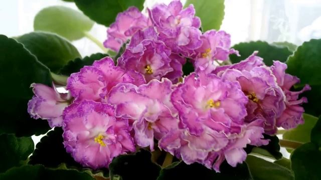 Кухня Фиалки http://fialki.of.by. Видео обзор сортов Морева смотреть онлайн