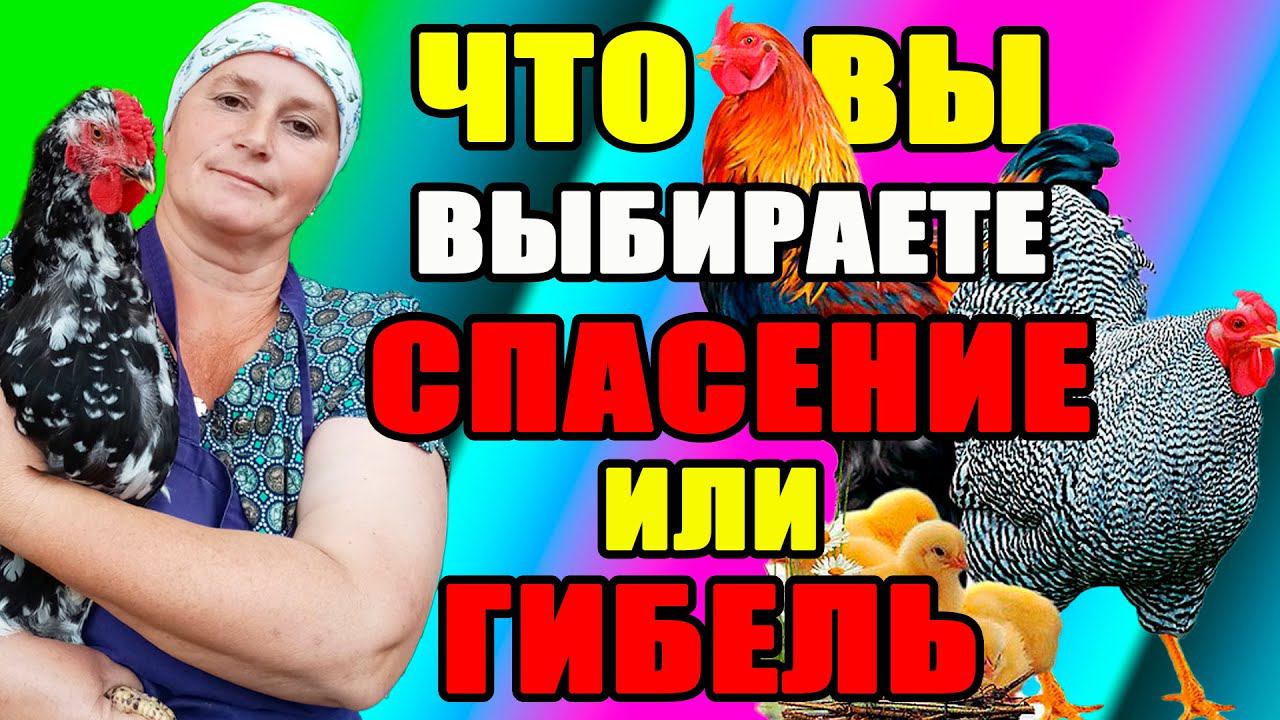 Что ВЫ ВЫБИРАЕТЕ - спасение или гибель ваших кур? смотреть онлайн