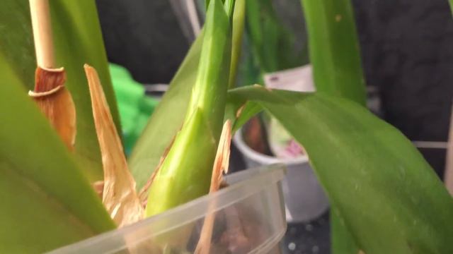 Три орхидеи - новинки: Чёрный Цимб, Синголо и Брассия. Подарок от подписчицы Ирины)))))) смотреть онлайн