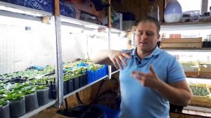 Лампы для подсветки рассады