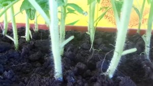 ПОЧЕМУ У РАССАДЫ ТОМАТОВ ЗАСЫХАЮТ И ОПАДАЮТ ЛИСТЬЯ. Ольга Чернова.